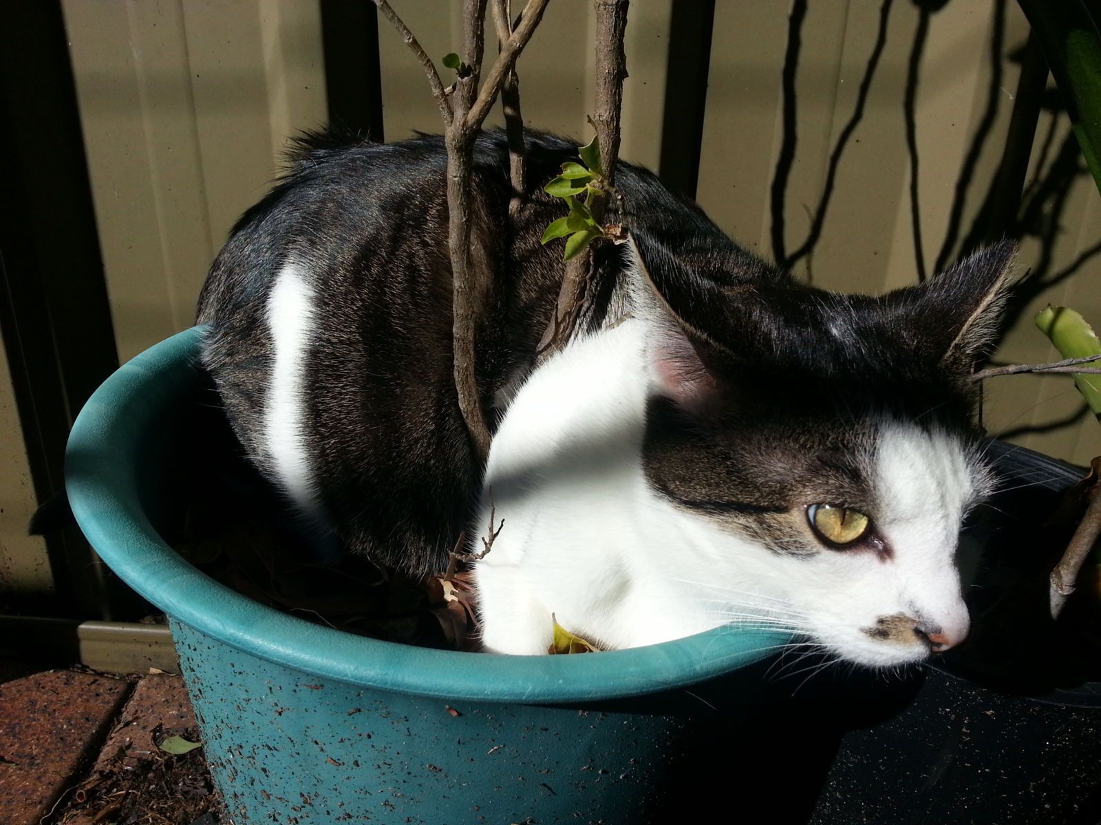 как защитить растения от кошки